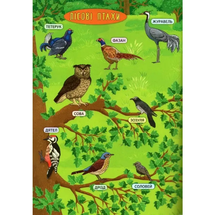 Лісові тварини та рослини. Енциклопедія з наліпками