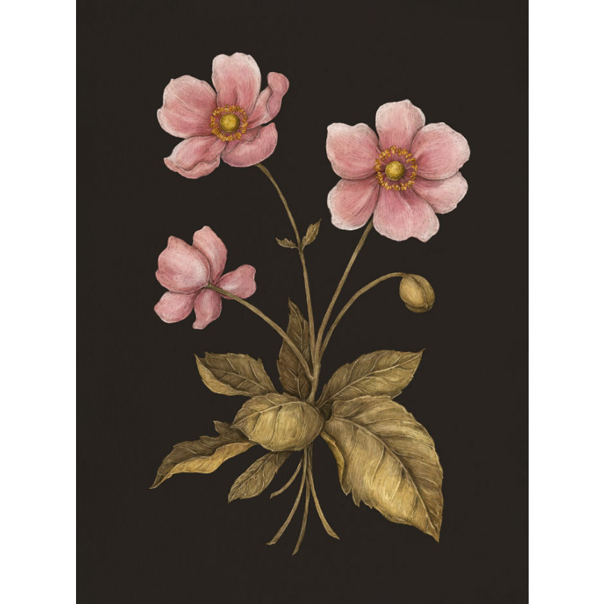 Флорографія. Ілюстрований довідник з вікторіанської мови квітів